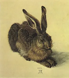 1502: Young Hare, by Durer