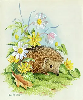 Racey: Young Hedgehog among anemones and celandine
