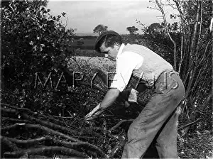 Hedger: YOUNG HEDGER