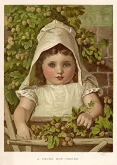 Picker: YOUNG HOP PICKER 1884
