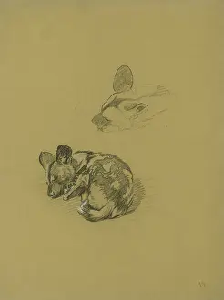 Hyena: Young Hyena