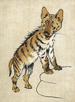 Hyena: YOUNG HYENA ALDIN