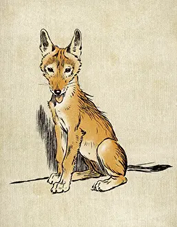 Jackal: YOUNG JACKAL ALDIN