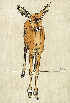 Antelopes: Young kudu antelope
