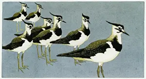 Plover: Young Lapwings by Robert Gillmor