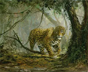 Silvia: Young Leopard in a Glade