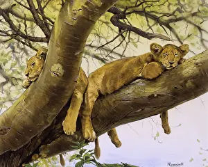 Saharan: Young lion cubs asleep in a tree