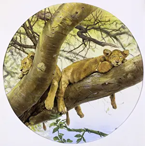 Saharan: Young lion cubs asleep in a tree