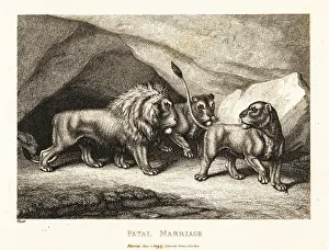 Inequality: A young lioness crushing a mouse under its paw