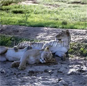 Chilling: YOUNG LIONS