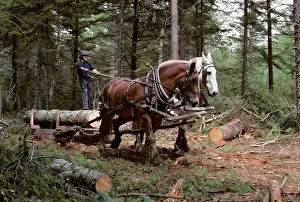 Filly: Young Man Logging with Team of Draft Horses Woolwich Maine U