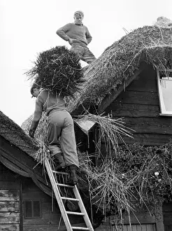 Bickleigh: Two young men thatching a cottage, Bickleigh, Devon