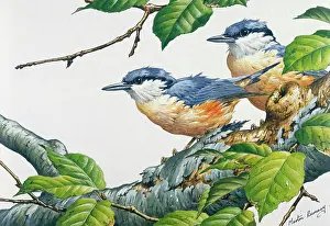 Nuthatches: Two young nuthatches on beech tree
