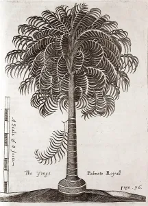 Plantations: A young Palmeto Royall tree
