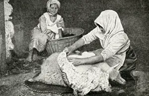 Shearing: Young peasant woman shearing a sheep, Republic of Estonia