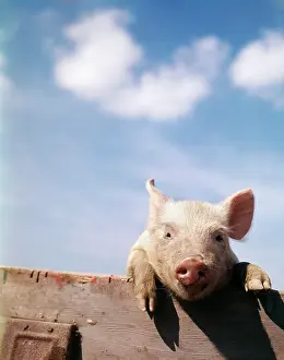 Hogs: YOUNG PIGLET LOOKING OVER FENCE