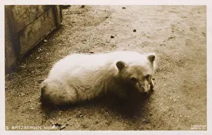 Spitzbergen: Young Polar Bear - Spitzbergen, Norway