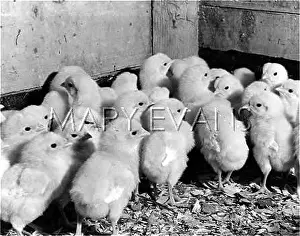 Cower: YOUNG POULTRY CHICKS