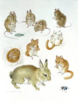 Musculus: Young rabbit, dormouse, mouse and beetle