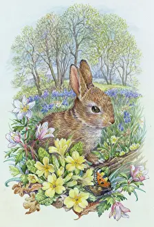 Tortoiseshell: Young rabbit with tortoiseshell butterfly