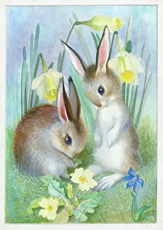 Scilla: Two young rabbits with daffodils, primroses and scilla