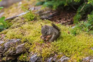 Alaskan: Young Red Squirrel