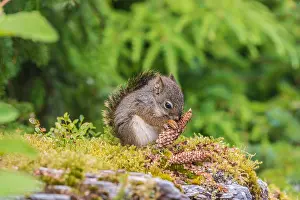 Alaskan: Young Red Squirrel