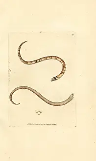 Coluber: Young smooth snake, Coronella austriaca