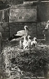Fledglings: Young storks and parent - Baghdad, Iraq