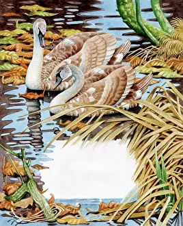 Calender: Two Young Swans