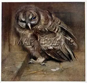 Respectfully: YOUNG TAWNY OWL