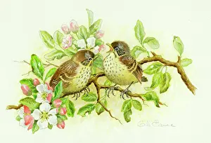 Thrushes: Young thrushes and apple blossom