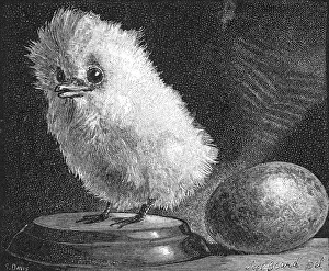 Taxidermy: Young Tropic Bird, 1882