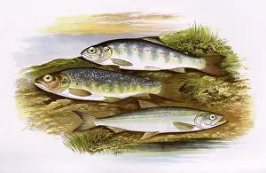 Spots: Young Trout, Salmon Parr, and Smelt