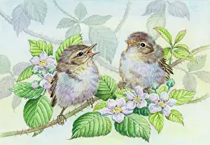Warblers: Young willlow warblers on flowering bramble