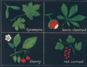Currant: Our Youngsters First Steps, Wartime Picture Book