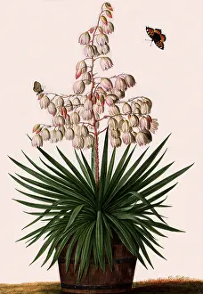 Yucca: Yucca Botanical