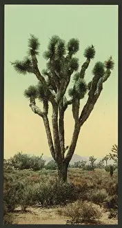 Yucca: Yucca cactus at Hesperia, California