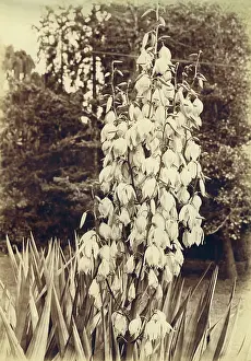 Invasive: Yucca filamentosa