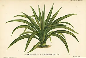 Yucca: Yucca gloriosa foliage plant