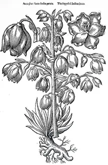 1640: The Yucca: native of Mexico, Central American