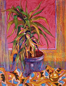 Yucca: Yucca Plant ' with pink background