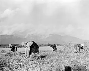 Diligent: Yugoslavia, Yugoslav women are diligent ?