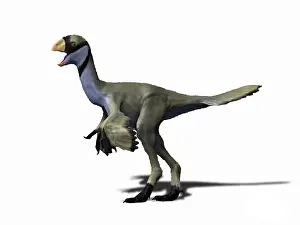 Oviraptorid: Yulong mini, Late Cretaceous of China