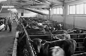 Finishing: Yumatovsky livestock complex