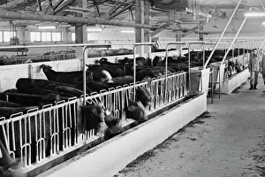 Finishing: Yumatovsky livestock complex
