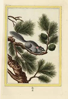 Chinoiserie: Yunnan pine, Pinus yunnanensis, with squirrel