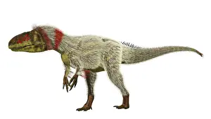 Tyrannosauroid: Yutyrannus dinosaur, side view on white background