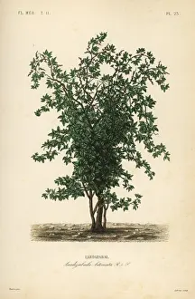 Zabala: Zabala or coguil fruit tree, Lardizabala biternata