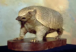 Armadillo: Zaedyus pichiy, pichi armadillo